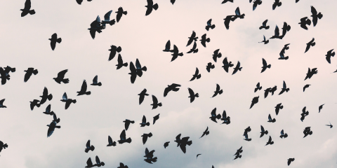 Daphne Du Maurier_novelsuspects