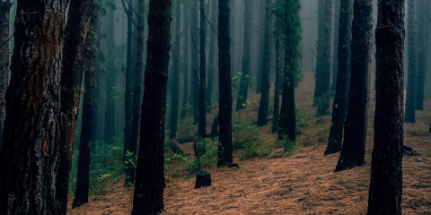 atmosphericreads_novelsuspects