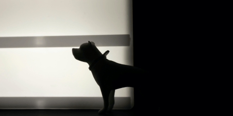 petsincrimefiction_novelsuspects