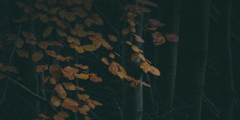 ZoëRankins5FavoriteNatureCentricThrillers_NovelSuspects